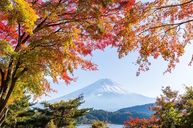 Mount Fuji und Ahornbaum