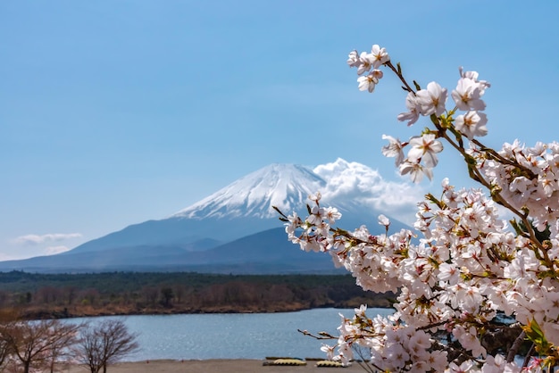 Mount Fuji und Cherry Blossom Blumen am Lake Shojiko Park im sonnigen Frühlingstag Yamanashi Japan