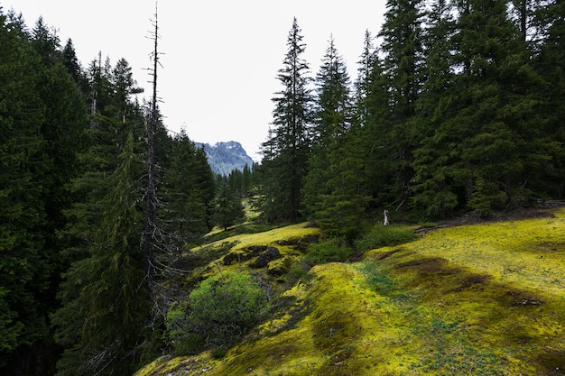 Mount Rainier mit Kiefernwald im Vordergrund