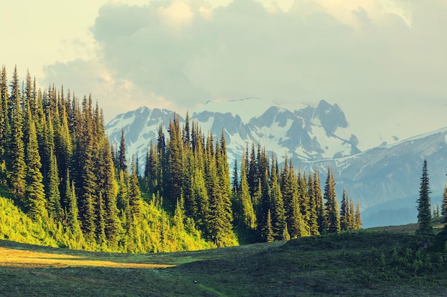 Mount-Rainier-Nationalpark, Washington