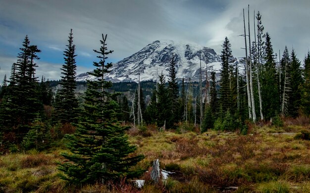 Foto mount rainier