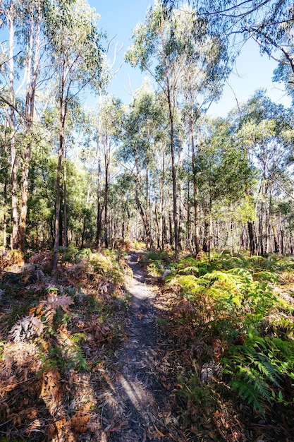 Mount Sugarloaf Ridge Track cerca de Mason Falls en el Parque Nacional Kinglake en un fresco día de otoño en Melbourne Victoria Australia