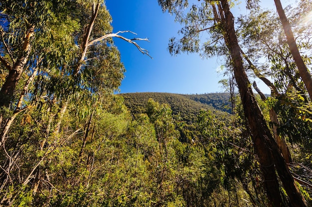 Mount Sugarloaf Ridge Track cerca de Mason Falls en el Parque Nacional Kinglake en un fresco día de otoño en Melbourne Victoria Australia