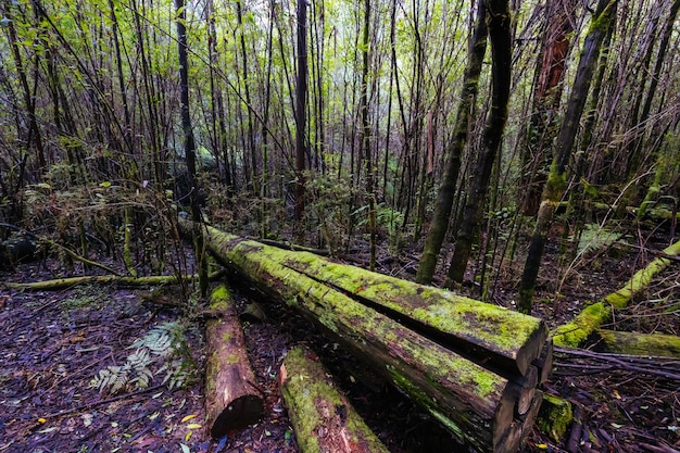 Mount Sugarloaf Ridge Track e Lyrebird Circuit Walk perto de Masons Falls no Kinglake National Park em um dia frio de outono em Melbourne Victoria Austrália