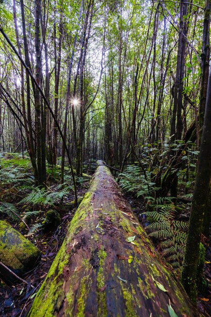 Mount Sugarloaf Ridge Track e Lyrebird Circuit Walk perto de Masons Falls no Kinglake National Park em um dia frio de outono em Melbourne Victoria Austrália