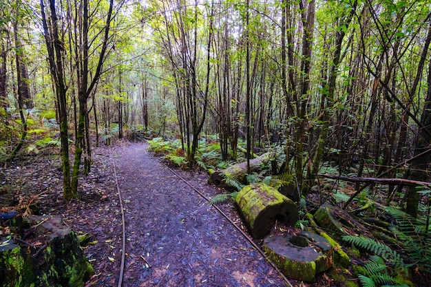 Mount Sugarloaf Ridge Track und Lyrebird Circuit Walk in der Nähe von Masons Falls im Kinglake National Park an einem kühlen Herbsttag in Melbourne Victoria Australien