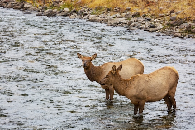 Mountain Bull Elk en el bosque de otoño, Colorado, EE.