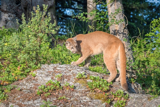 Mountain Lion encima de un afloramiento rocoso y mirando hacia atrás sobre un hombro