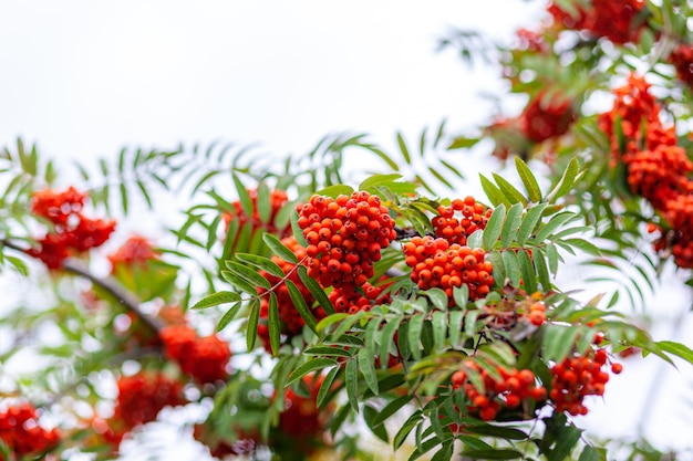 Mountain Rowan Ash Branch Beeren auf grünem Hintergrund jedoch unscharf. Herbsternte-Stillleben-Szene. Hintergrundfotografie mit weichem Fokus. Platz kopieren.