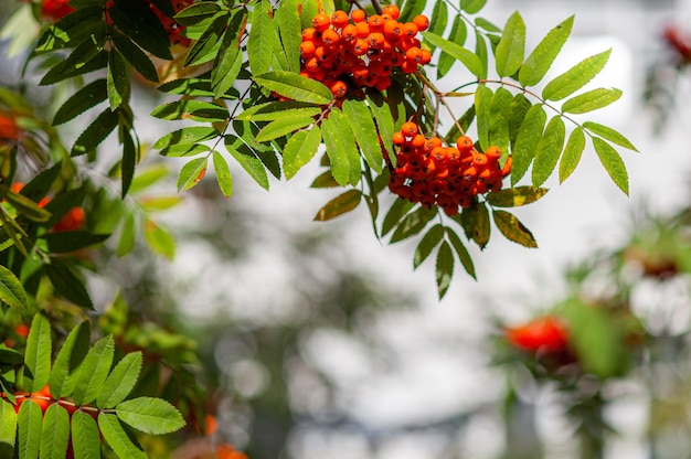 Mountain Rowan Ash Branch Beeren auf grünem Hintergrund jedoch unscharf. Herbsternte-Stillleben-Szene. Hintergrundfotografie mit weichem Fokus. Platz kopieren.