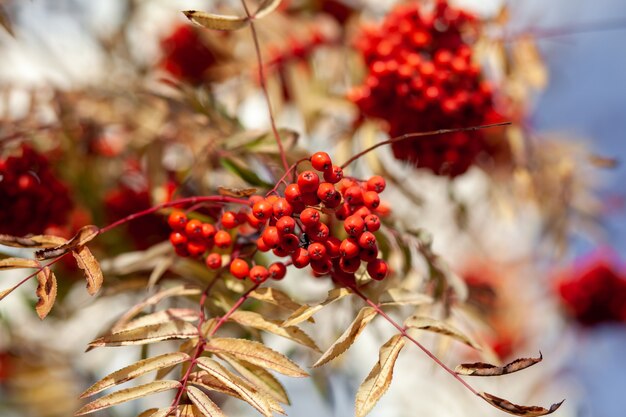 Mountain Rowan Red Ash Branch Beeren auf grünem Hintergrund jedoch unscharf. Herbsternte-Stillleben-Szene. Hintergrundfotografie mit weichem Fokus. Platz kopieren.