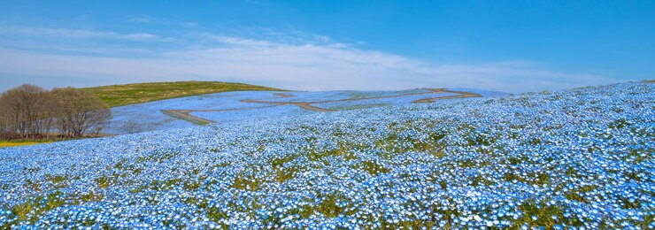 Mountain Tree y Nemophila ojos azules bebé campo de flores alfombra de flores azules