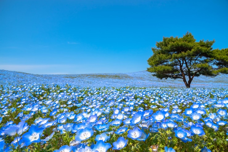 Mountain Tree y Nemophila ojos azules bebé campo de flores alfombra de flores azules