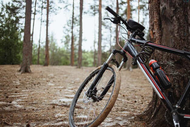 Mountainbike-Aufenthalt im Kiefernwald.