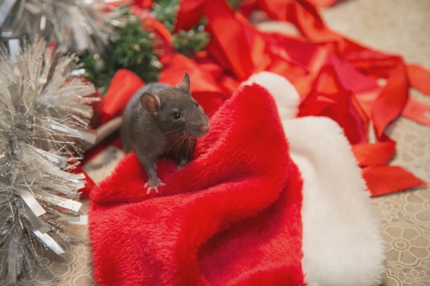 Mouse cinza caminha entre os atributos de ano novo. O animal está se preparando para o Natal. a celebração, figurinos, decorações. Símbolo do ano 2020. Ano do rato. Inscrição vermelha 2020