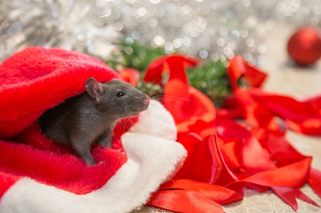 Mouse cinza caminha entre os atributos de ano novo. O animal está se preparando para o Natal. O conceito da celebração, figurinos, decorações.