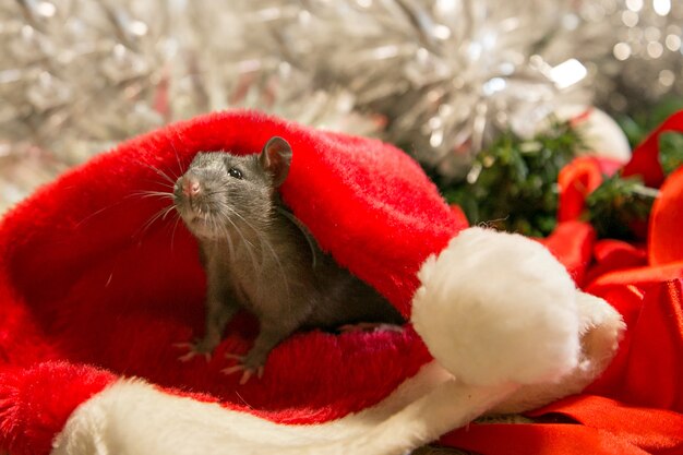 mouse cinza caminha entre os atributos de ano novo. O animal está se preparando para o Natal.