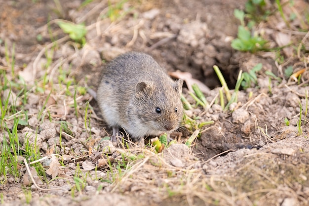 Mouse de campo listrado