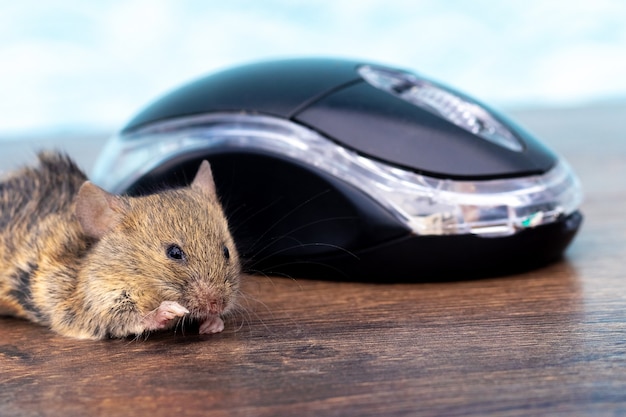 Mouse em uma mesa perto de um mouse de computador