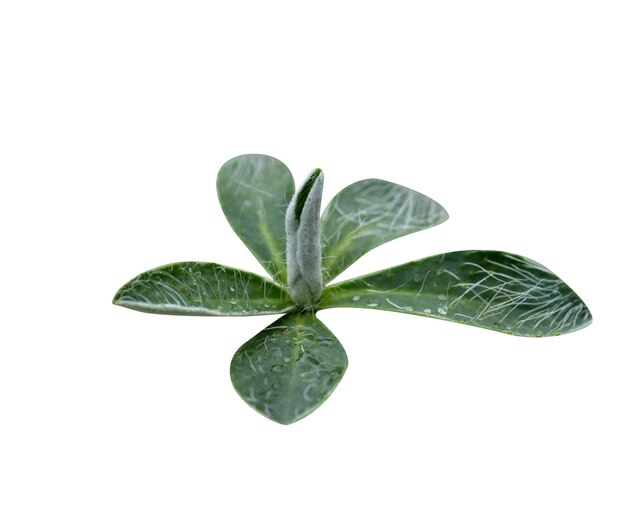 Mouseear hawkweed ou Pilosella officinarum tem sido usado na medicina popular e substituto de cannabis