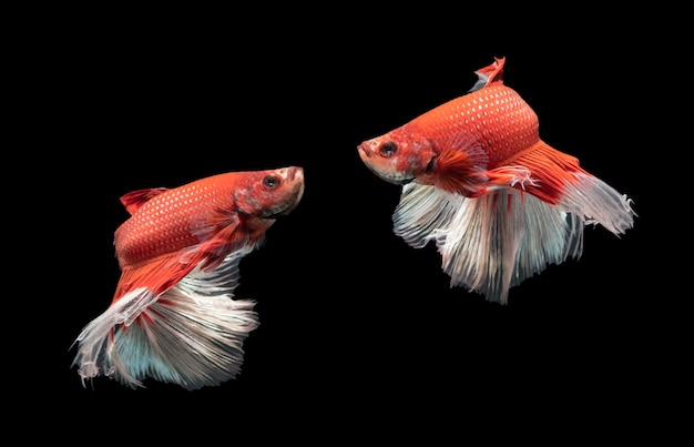 Movimento de vermelho bonito com branco peixe-lutador-siamês, betta splendens isolado no preto backgrou