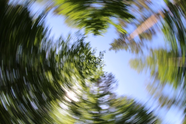 Foto movimento desfocado de árvores contra o céu