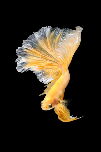 Movimiento artístico de cerca de los peces Betta, peces luchadores siameses aislados sobre un fondo negro Concepto de diseño de arte fino