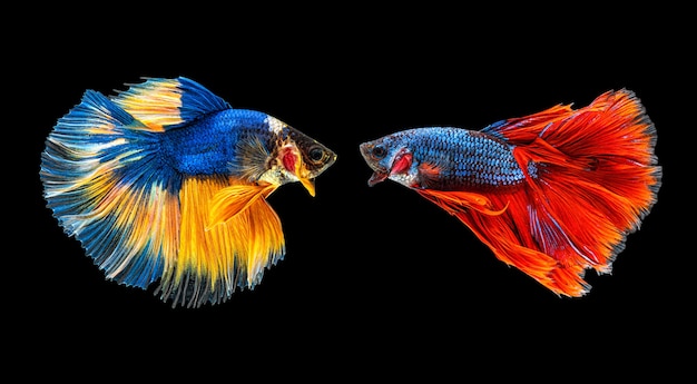 Movimiento hermoso de peces betta siameses multicolores o peces luchadores betta splendens de media luna