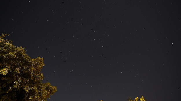 Movimiento nocturno de lapso de tiempo de estrellas y luna sobre un fondo de palmeras.