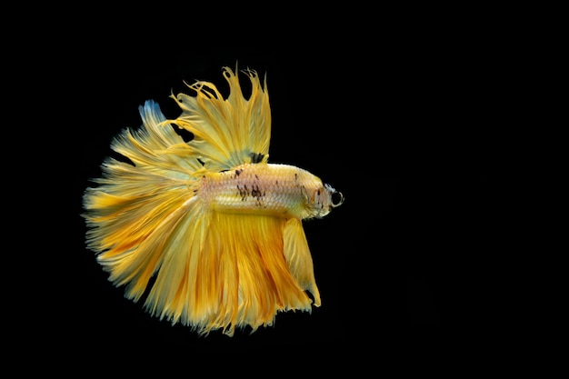 Movimiento de los peces betta siameses aislado sobre fondo negro.