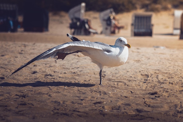 Mowe am Strand