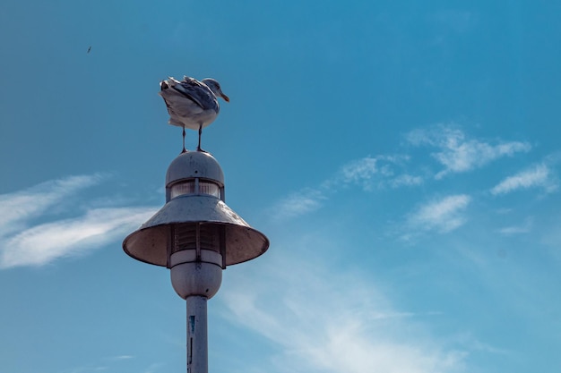 Möwe auf Laterne am Strand