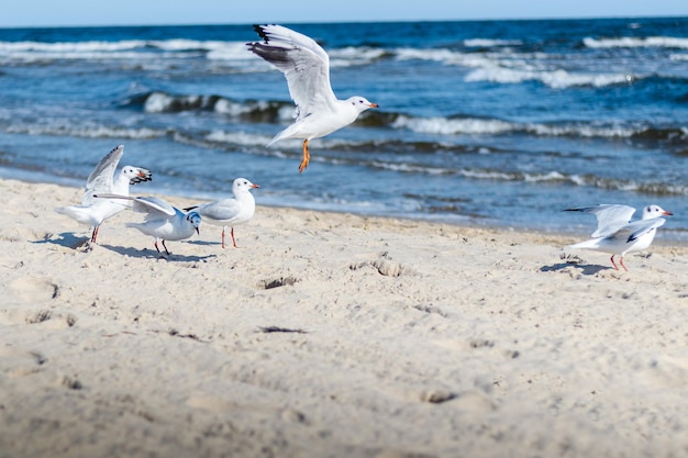 Möwen fliegen am Strand