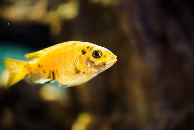 Msobo Magunga-Fisch der gelben Farbe mit schwarzen Flecken schwimmt in Aquarium.