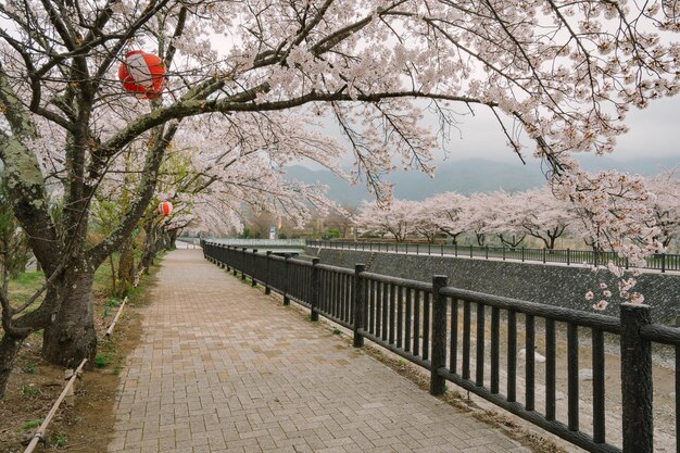 Foto mt. fuji und kirschblüte am kawaguchiko-see