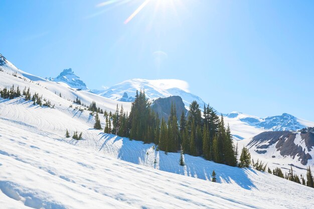 Mt rainier no início do verão