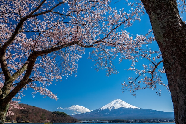 Mt. Tempo de Fuji na primavera com as flores de cerejeira no kawaguchiko Fujiyoshida, Japão.