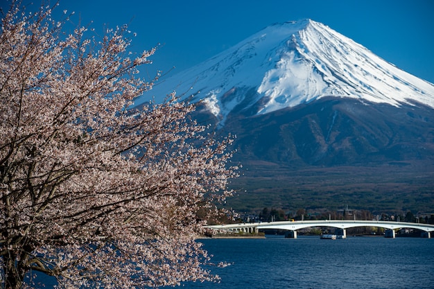 Mt. Zeit Fujis im Frühjahr mit Kirschblüten bei kawaguchiko Fujiyoshida, Japan.