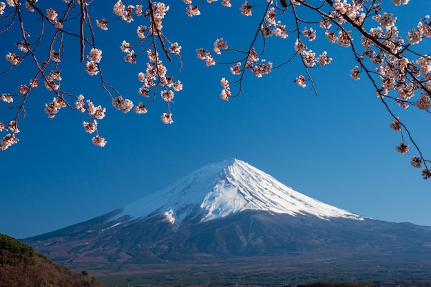 Mt. Zeit Fujis im Frühjahr mit Kirschblüten bei kawaguchiko Fujiyoshida, Japan.