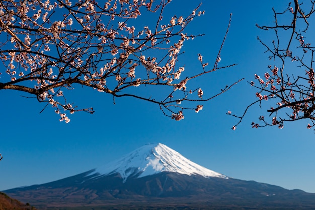 Mt. Zeit Fujis im Frühjahr mit Kirschblüten bei kawaguchiko Fujiyoshida, Japan.