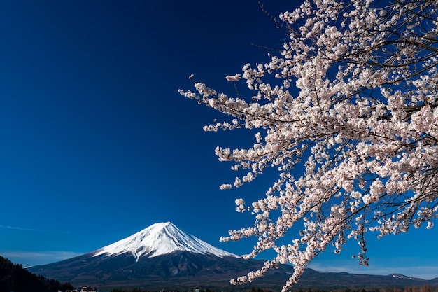 Mt. Zeit Fujis im Frühjahr mit Kirschblüten bei kawaguchiko Fujiyoshida, Japan.