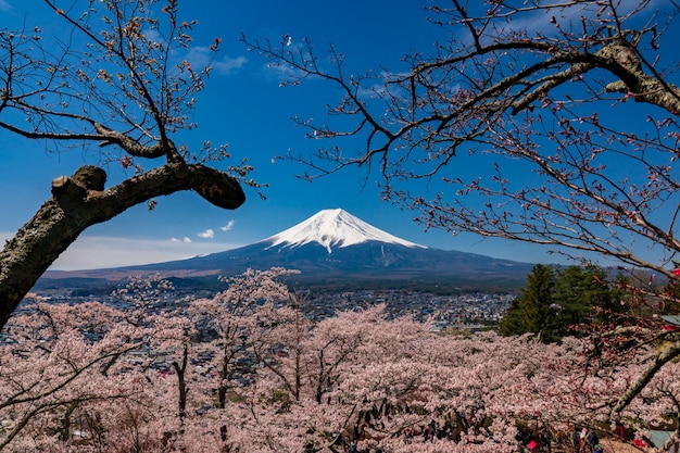 Mt. Zeit Fujis im Frühjahr mit Kirschblüten bei kawaguchiko Fujiyoshida, Japan.