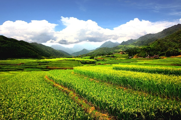 Mu Cang CHAI Reisfelder, Reisterrasse in der Regenzeit nach Regen. Natur Grünanlage beste Umgebung SAPA VIETNAM .