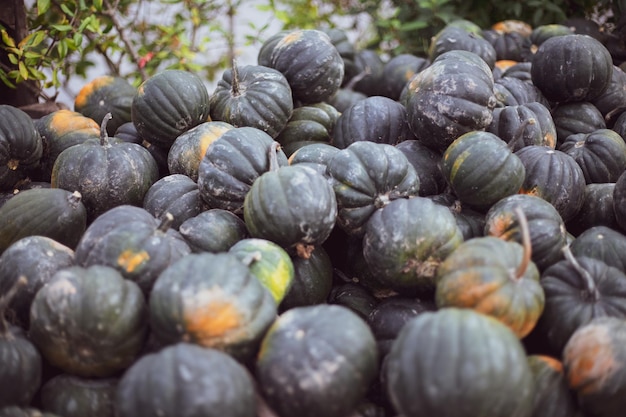 Mucha calabaza en el mercado de agricultores al aire libre