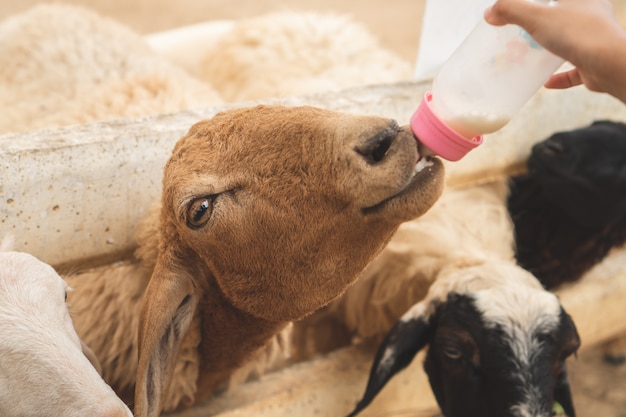 La muchacha asiática linda del niño está alimentando una botella de leche al pequeño cordero en el parque zoológico