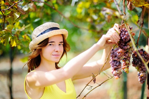 Muchacha hermosa joven que escoge la uva suave en día soleado en Italia. Granjero de sexo femenino feliz que trabaja en la huerta de fruta