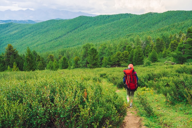 La muchacha con la mochila grande roja va en el sendero a través del prado verde al bosque conífero.