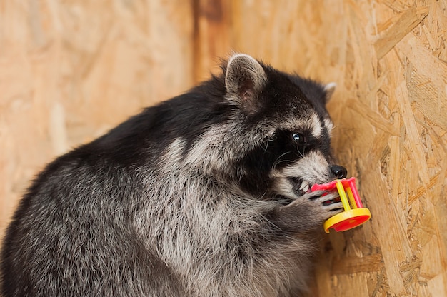 Muchacha que alimenta un mapache en un parque zoológico.