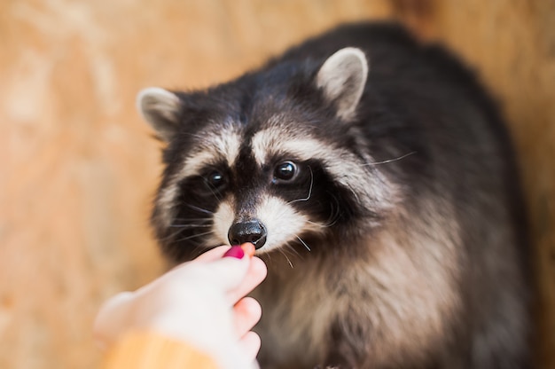 Muchacha que alimenta un mapache en un parque zoológico.