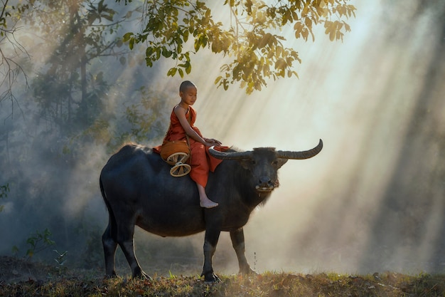 Muchacho con el búfalo en el campo de Tailandia.